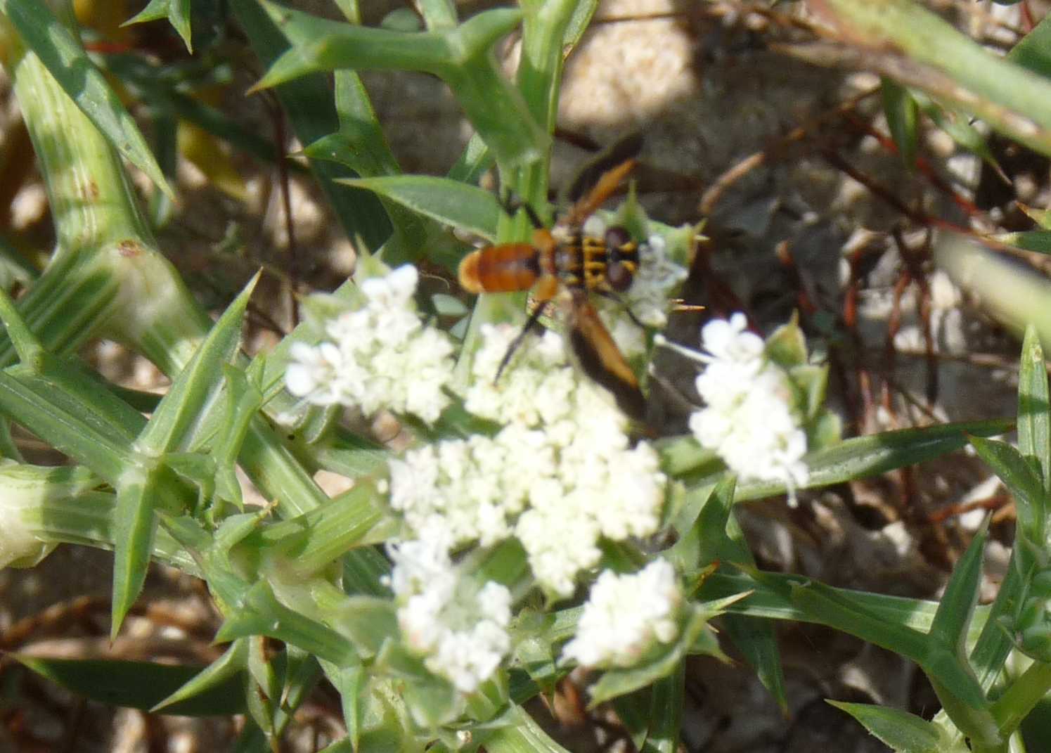 Trichopoda pennipes (Tachinidae)